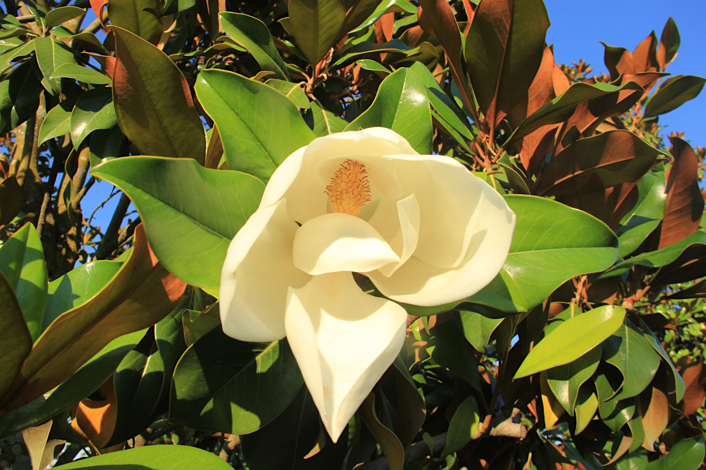 Image of Magnolia grandiflora specimen.