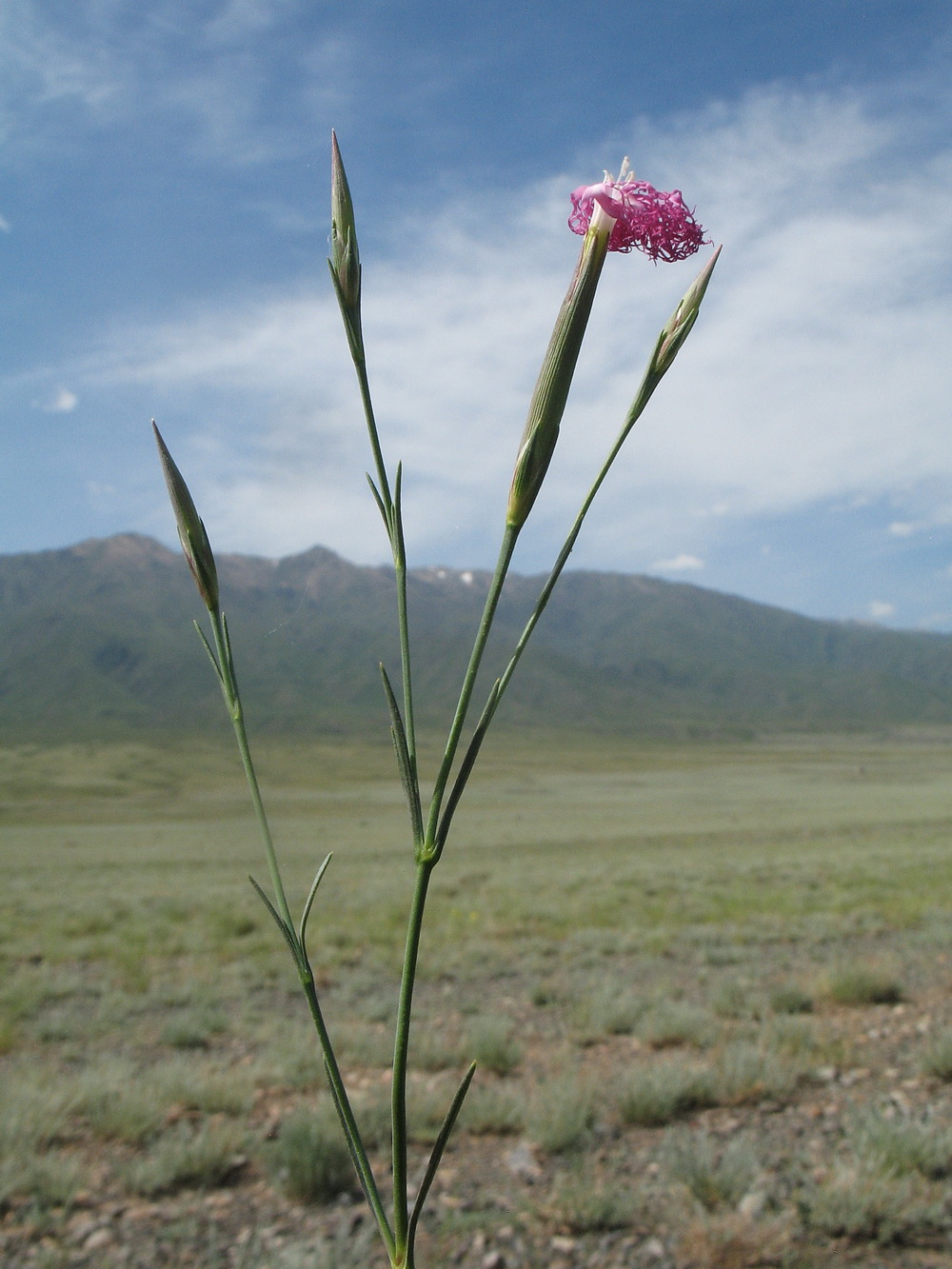 Изображение особи Dianthus soongoricus.