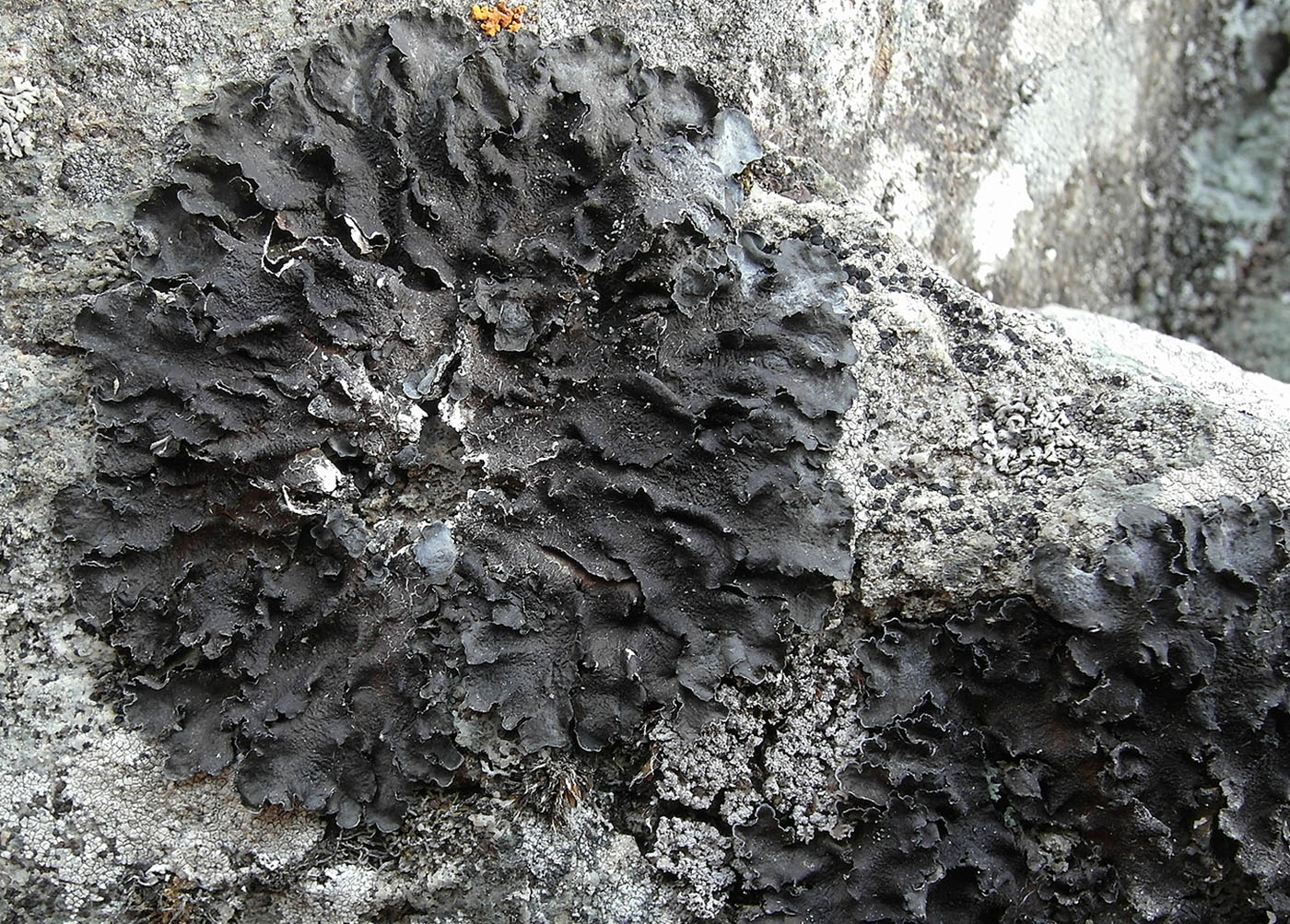 Image of Collema flaccidum specimen.