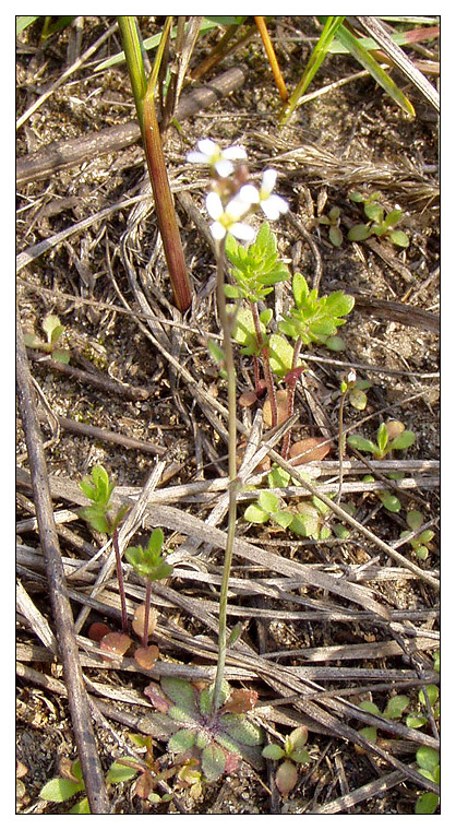 Image of Arabis auriculata specimen.