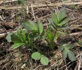 Valeriana wolgensis