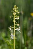 Platanthera bifolia. Верхушка побега с соцветием. Кировская обл., Кикнурский р-н, окр. села Тырышкино, суходольный разнотравно-злаковый луг. 10.06.2026.