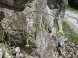 Silene viridiflora. Соцветие. Болгария, Пловдивская обл., община Лъки, к юго-востоку от дер. Белица, гора Средние Родопы, дол. р. Белишка, риолитовая осыпь. 11 июня 2025 г.