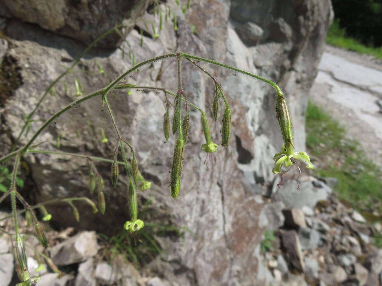 Image of Silene viridiflora specimen.