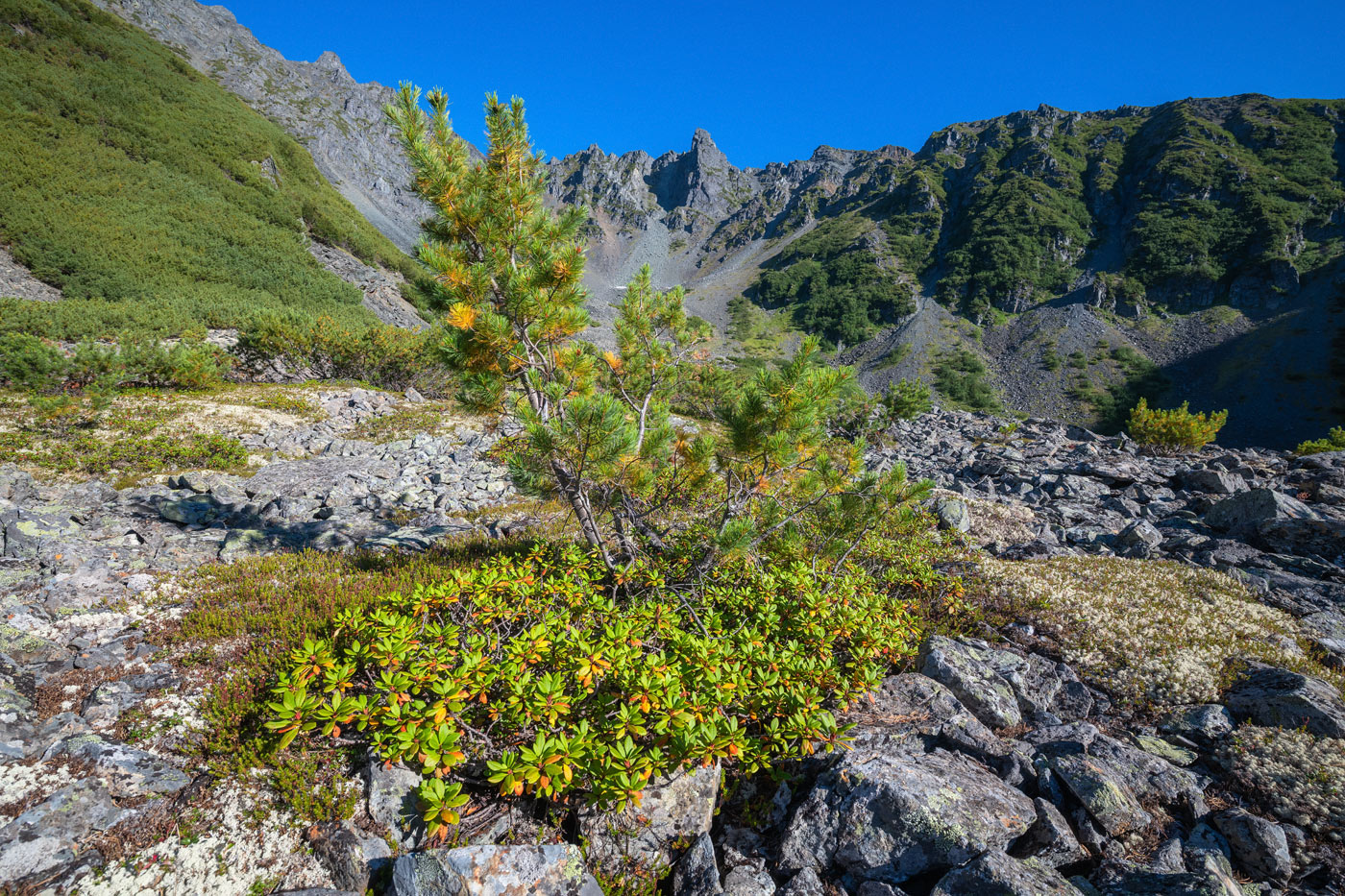 Изображение особи Pinus pumila.