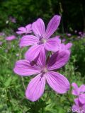 Geranium asphodeloides. Цветки. Крым, Байдарская долина, окр. с. Кизиловое. 18.05.2010.