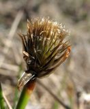 Eriophorum scheuchzeri