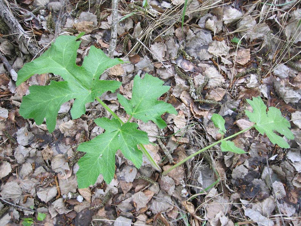 Изображение особи Heracleum sibiricum.