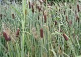 Typha intermedia. Плодоносящие растения в сообществе с двукисточником и полевицей гигантской. Ярославская обл., г. Ростов, оз. Неро, прибрежная низина. 05.08.2004.