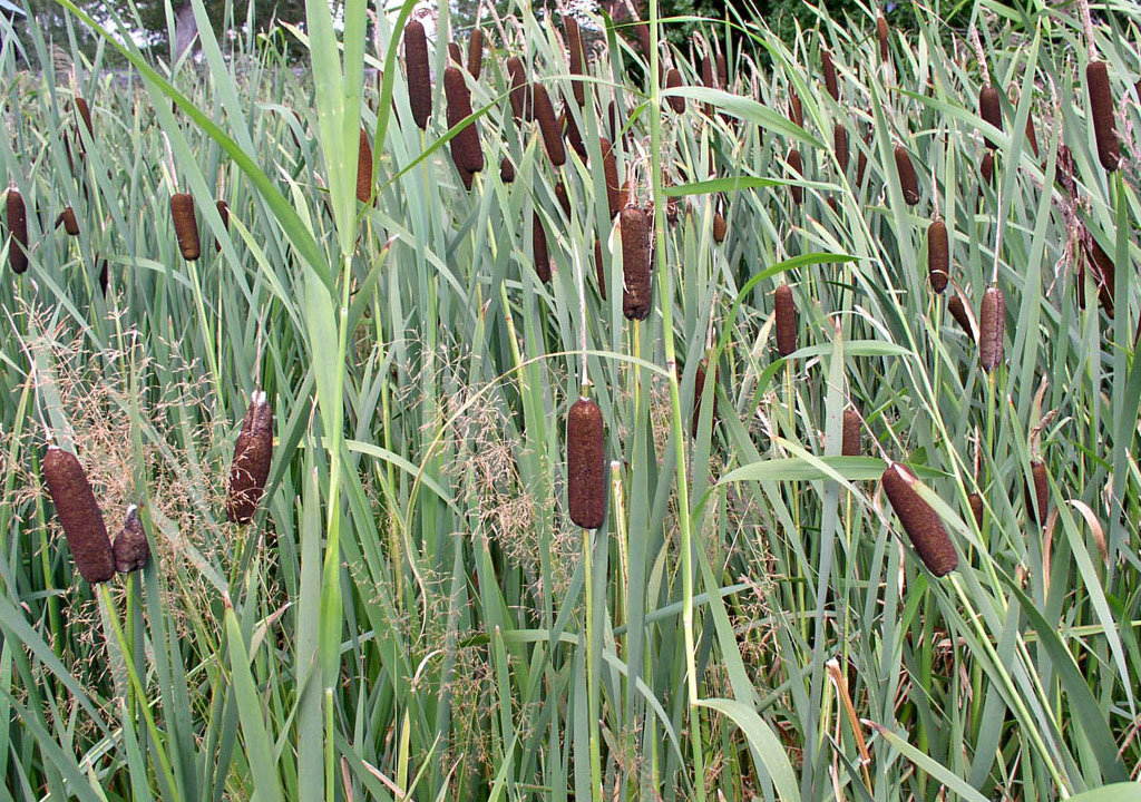 Изображение особи Typha intermedia.