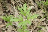 Ranunculus repens