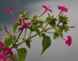 Mirabilis jalapa. Верхушка веточки с соцветиями. Черногория, окр. г. Котор, у дороги. 02.07.2011.