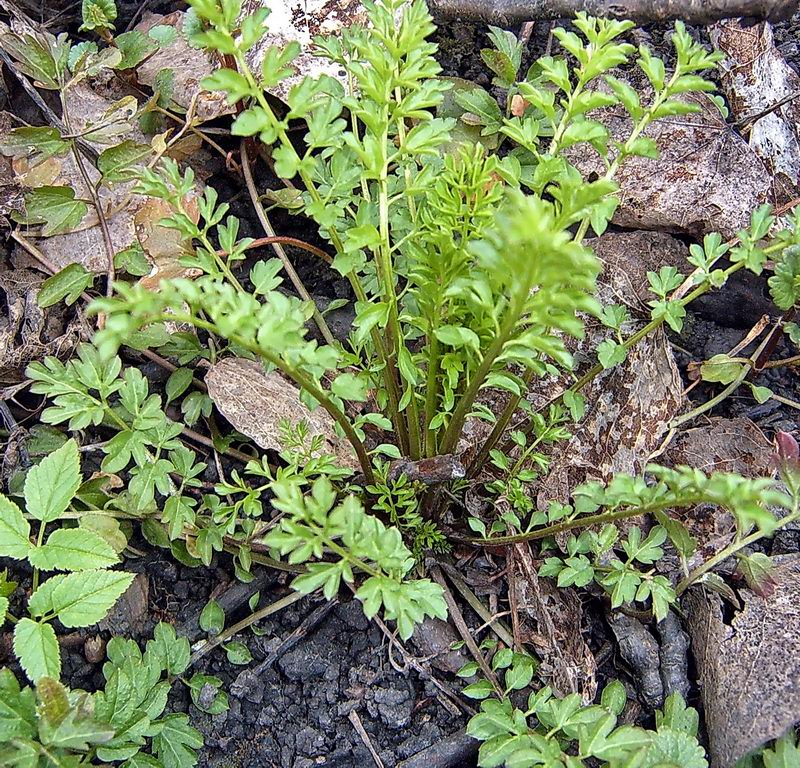 Изображение особи Cardamine impatiens.