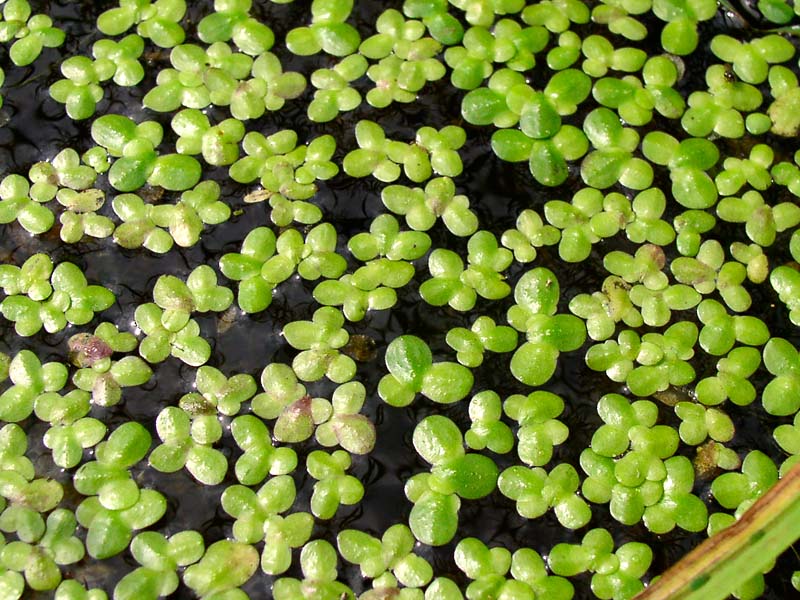 Image of Lemna minor specimen.