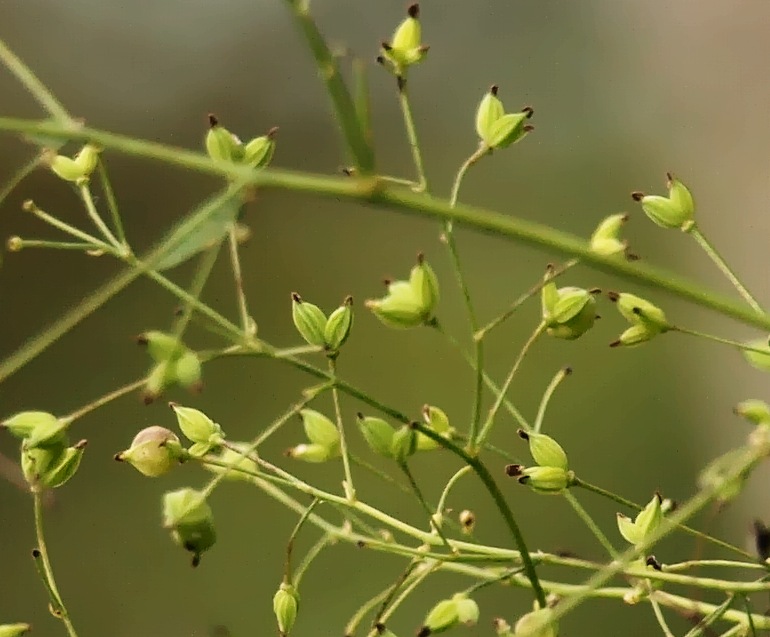 Image of Thalictrum minus specimen.