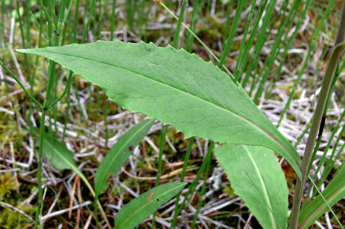 Image of Saussurea parviflora specimen.