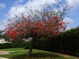 Erythrina corallodendron. Цветущее растение. Израиль, Шарон, г. Герцлия, в культуре. 11.04.2011.