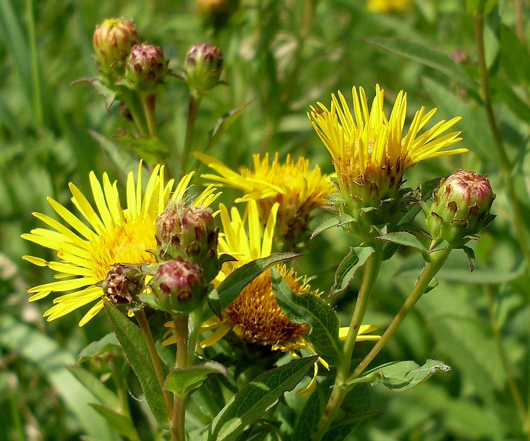 Image of Inula aspera specimen.