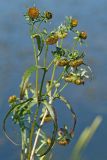 Bidens cernua