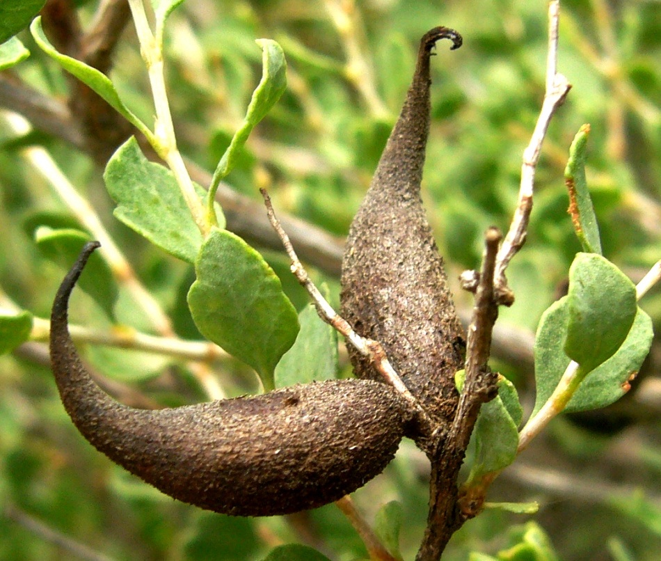 Image of Atraphaxis replicata specimen.