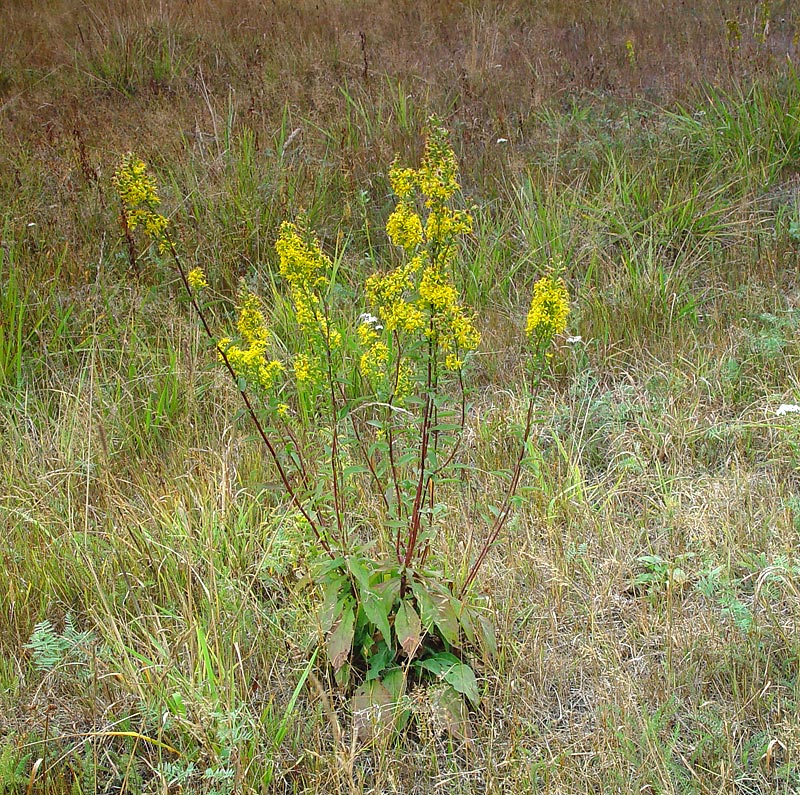 Image of Solidago virgaurea specimen.