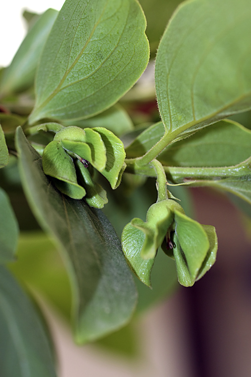 Изображение особи Diospyros kaki.