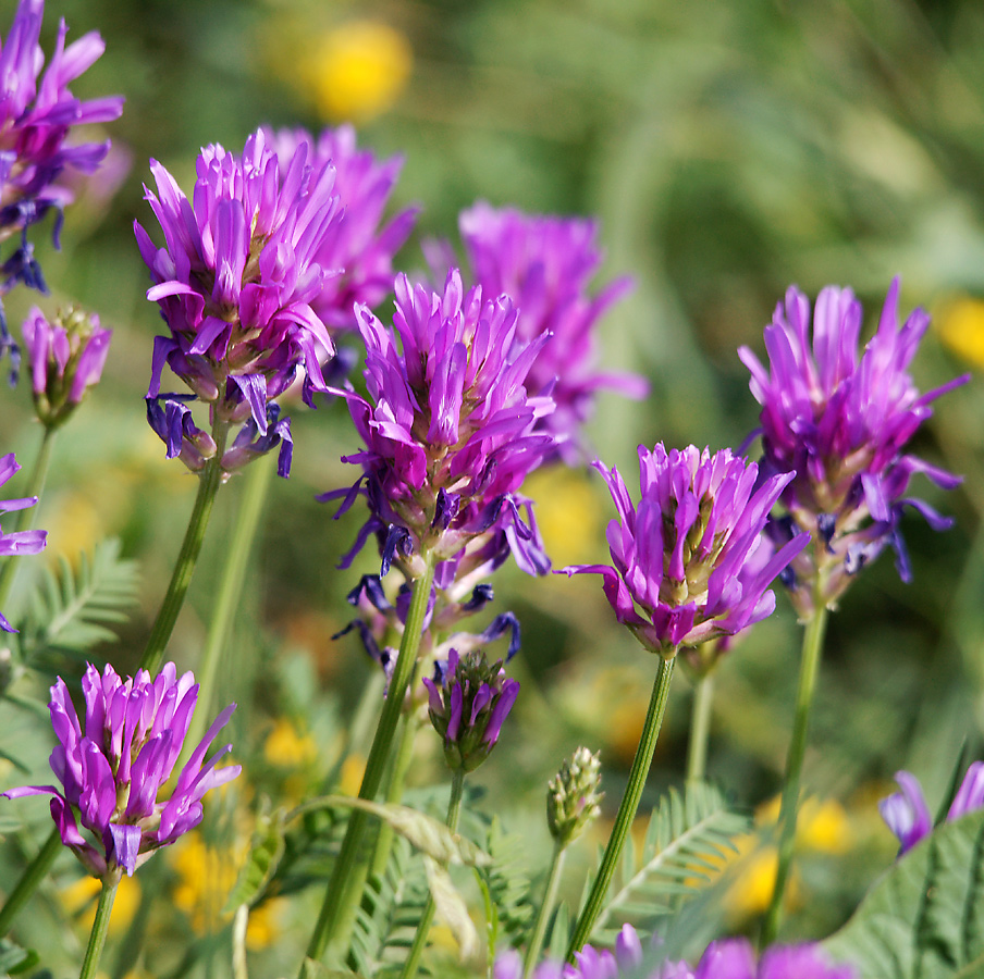 Изображение особи Astragalus onobrychis.