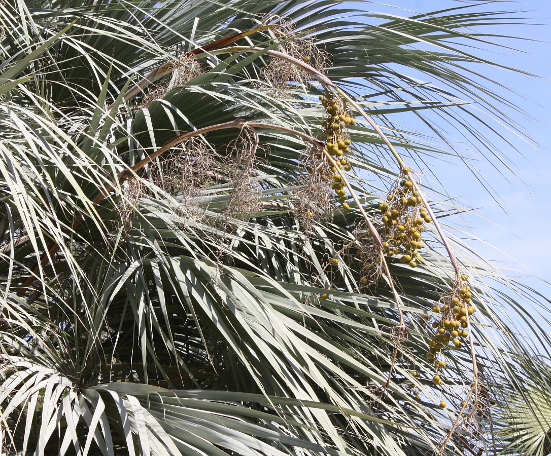 Image of Brahea armata specimen.