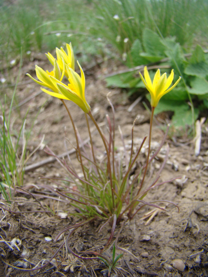 Изображение особи Gagea bulbifera.