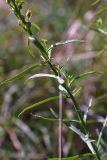 Linaria ruthenica. Средняя часть побега. Ростовская обл., Мясниковский р-н, окр. с. Стоянов, долина р. Тузлов. 17.09.2011.