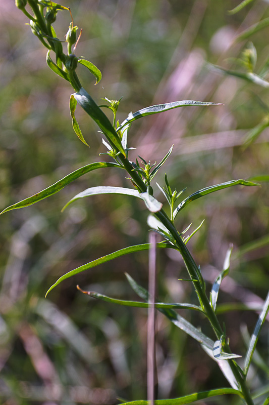 Изображение особи Linaria ruthenica.