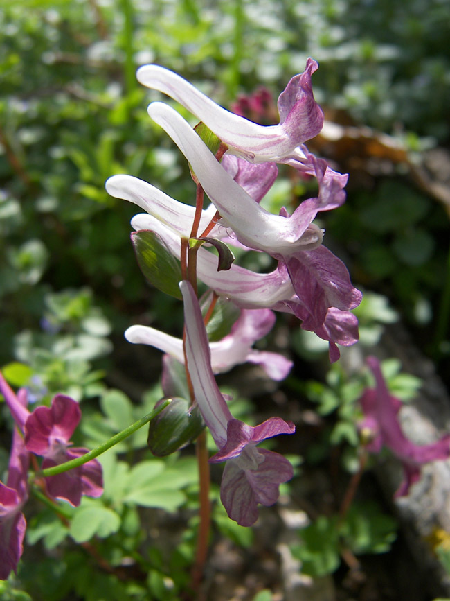 Изображение особи Corydalis caucasica.