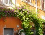 Bougainvillea glabra