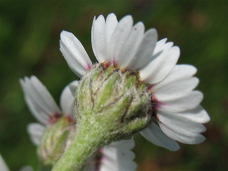 Image of Achillea ptarmica specimen.