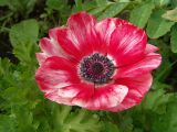 Anemone coronaria. Цветок. Московская обл., Раменский р-н, окр. дер. Хрипань, дачный участок. 23.07.2004.
