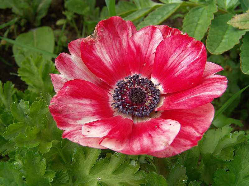 Изображение особи Anemone coronaria.