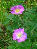 Rosa gallica