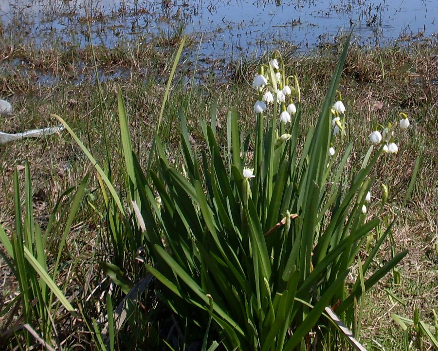 Изображение особи Leucojum aestivum.