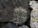 Potentilla divina