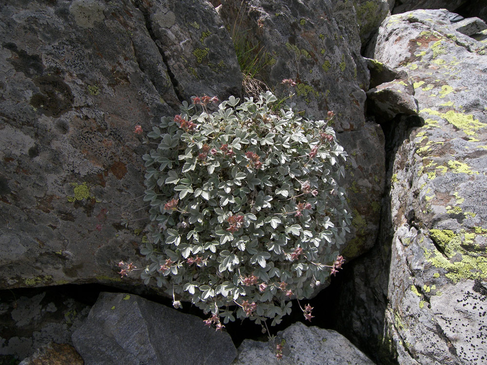 Изображение особи Potentilla divina.