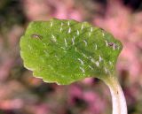 Chrysosplenium oppositifolium