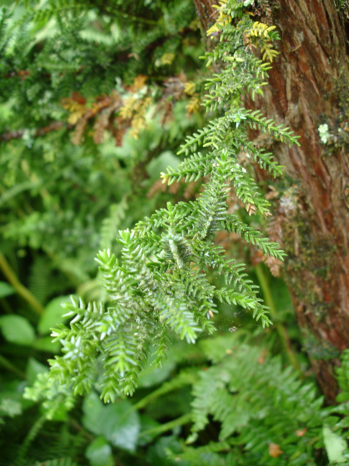 Image of Pilgerodendron uviferum specimen.