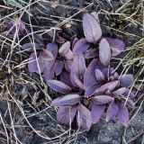 Veronica spicata