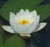 Nymphaea candida. Цветок. Московская обл., дачный участок. 29.06.2008.