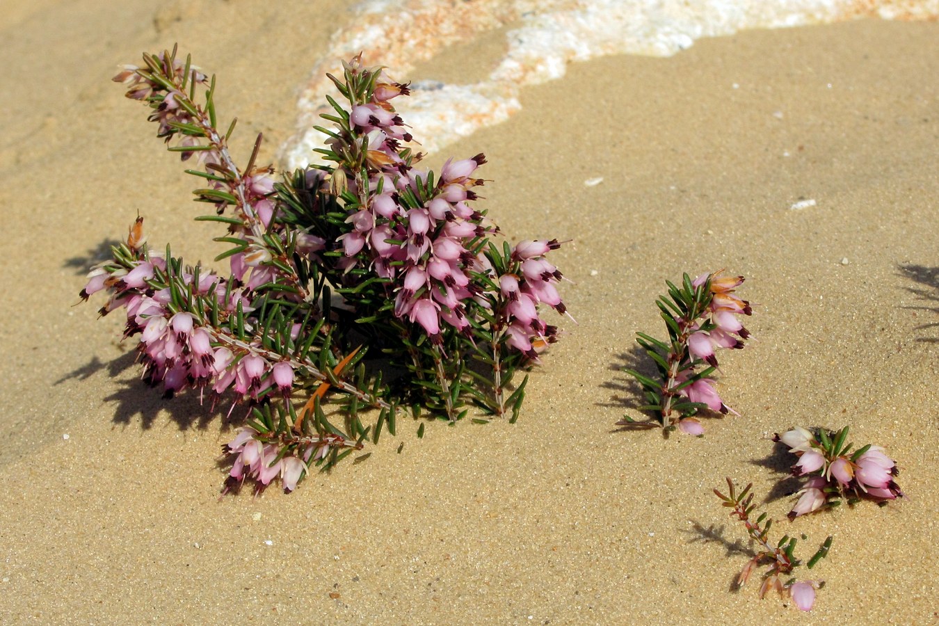 Image of Erica carnea specimen.