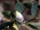 Capparis aegyptia