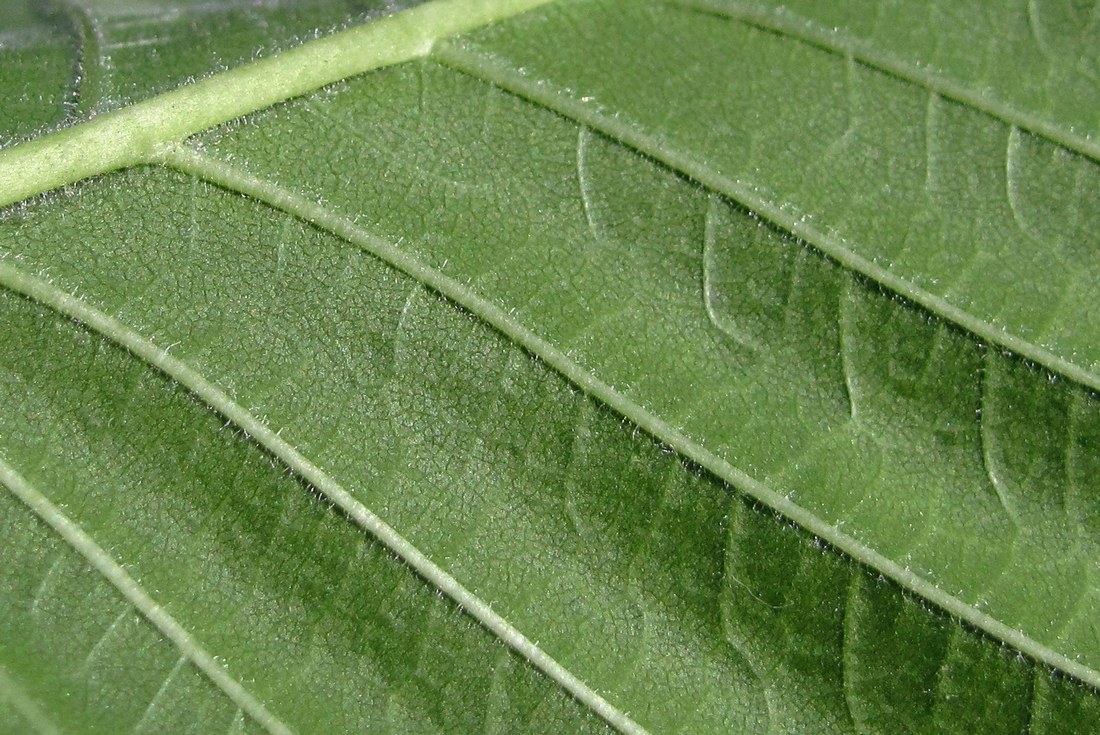 Image of Ulmus laevis specimen.