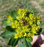 Euphorbia pilosa. Верхушка цветущего растения с сидящим (кормящимся?) жуком. Казахстан, Восточно-Казахстанская область; Западный Алтай, скл. Ульбинского хребта, окр. с. Ушановское. 06.05.2012.