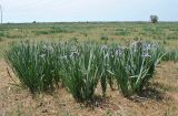 Iris pseudonotha