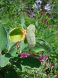 Paeonia daurica